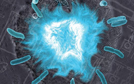 E Coli